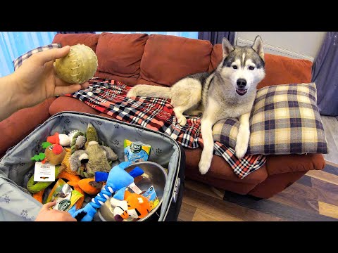 Видео: ВЫГОНЯЮ ХАСКИ ИЗ ДОМА! В чемодан собираю вещи собаки