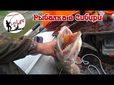 Видео: Иртыш, Омская область, Тевриз, поймали щуку, судака и отлично отдохнули! Рыбалка на севере.