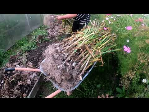 Видео: Чеснок вырос по 3-4 головки вместо одной! Копаем чеснок посаженный целой головкой. Сад ,огород.