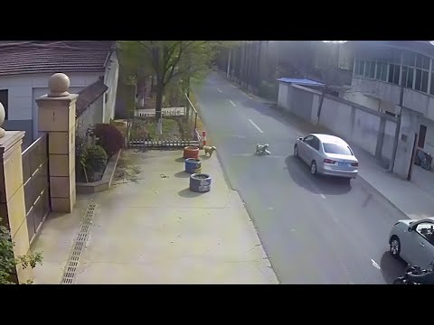 Видео: Невероятно! Две бездомные собаки спасли жизнь моей собаке!