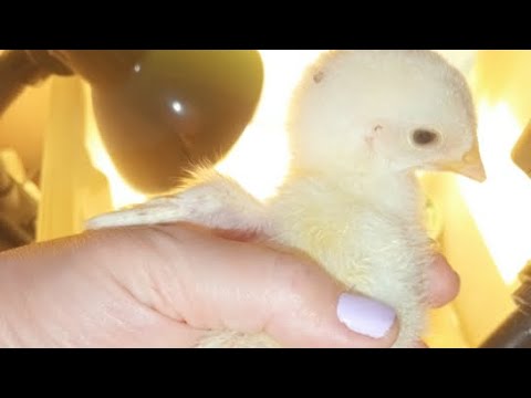 Видео: "Русские бройлеры" в квартире опять в прямом эфире! 🤯🐥🐣им уже 7 дней