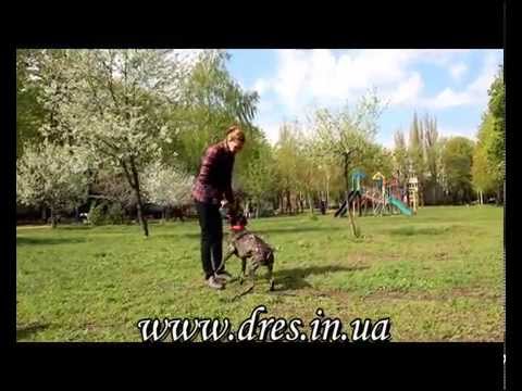 Видео: Пес не слышт команд при собаках!