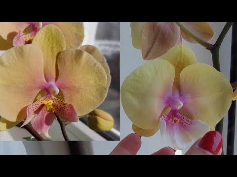 Видео: Так делаю много лет/ Обработка ОРХИДЕЙ от насекомых Защита 