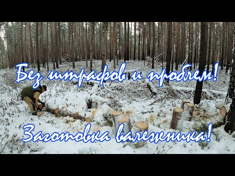 Видео: Заготовка валежника без штрафов, сухие дрова. Как заготавливать дрова не нарушая закон.