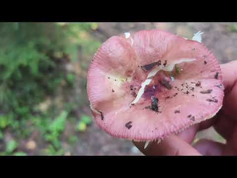 Видео: За грибами на каракате .