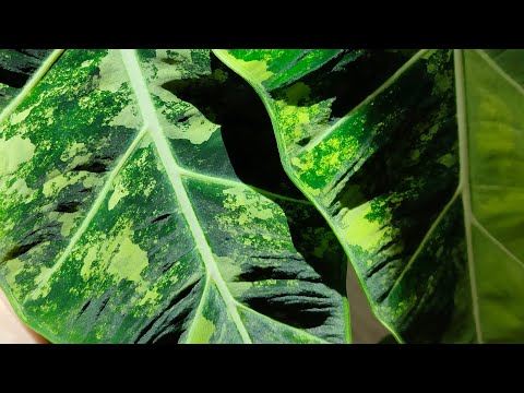 Видео: Алоказии /август 2024/... micholitziana 'Frydek', macrorrhiza black stem var., Dragon Scale var.