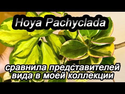 Видео: Hoya Pachyclada- сравнила представителей вида в моей коллекции