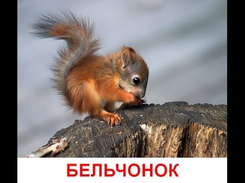 Видео: Дикие животные и их детеныши. Развивающий мультик для детей от года