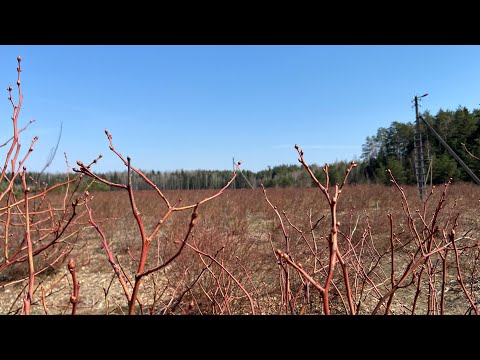 Видео: Как правильно посадить голубику весной