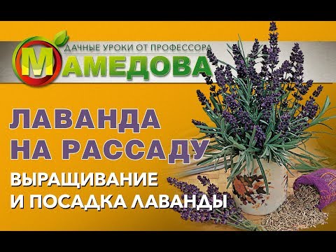 Видео: Лаванда на рассаду. Выращивание и Посадка Лаванды