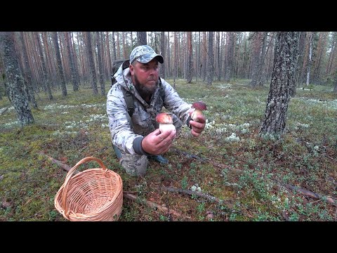 Видео: ОСТОРОЖНО БОРОВИКИ! КАК СОБРАТЬ КОРЗИНУ БЕЛЫХ ГРИБОВ!? СБОР ГРИБОВ НА БЕЛОМОШНИКЕ \ ТИХАЯ ОХОТА 2025