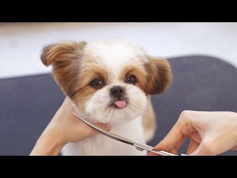 Видео: Хочешь, чтобы я высунул язык?