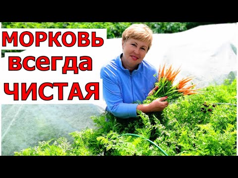 Видео: С морковной мухой справляюсь легко, без химии. Так делаю 12 лет и всегда чистая морковь
