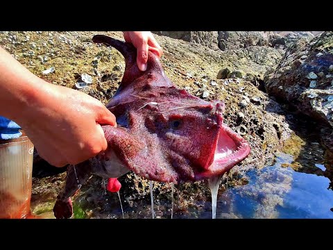 Видео: Неожиданно! Живот рыбы дьявола полон жемчуга。
