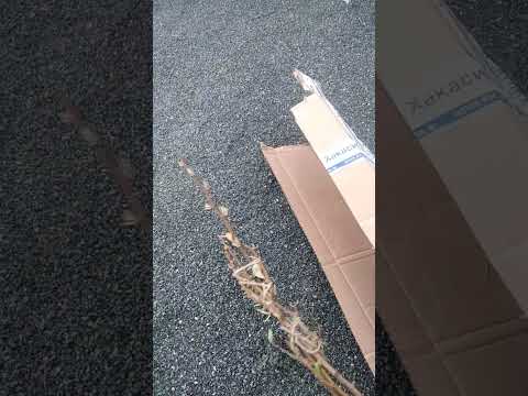 Видео: 2.10.25 саженцы от Тоторова