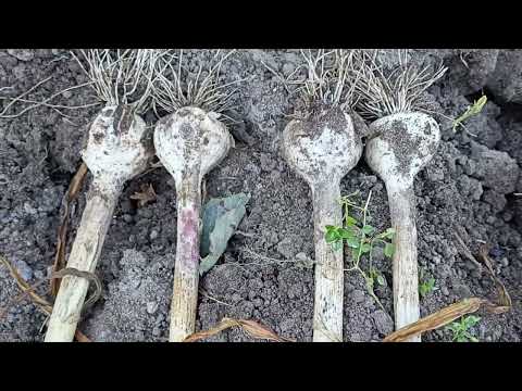 Видео: 11 июля Убираю чеснок Московская область