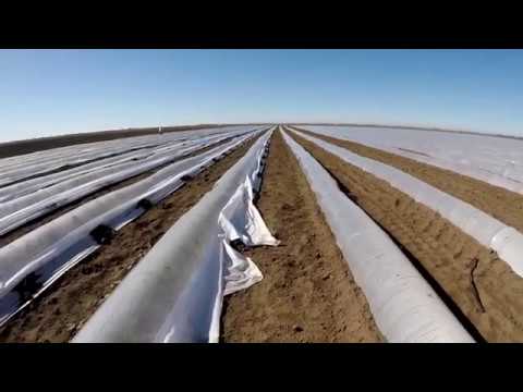 Видео: Сахарная кукуруза - серия 9. Виды тоннелей для кукурузы. Значение агроволокна и пленки.