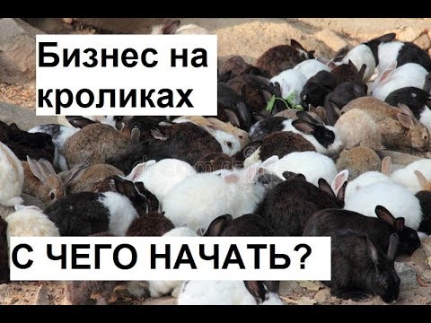 Видео: Разведение кроликов как бизнес. Как начать бизнес на кроликах