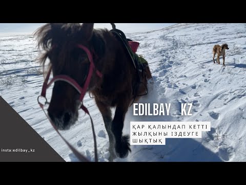 Видео: Қыста жылқы қарау, қар қалындап кеткен жылқы нашар . edilbay_kz
