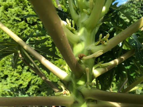 Видео: 🍍🥭Папайя Ред Леди после пересадки, состав грунта и перевалка🥭🍍