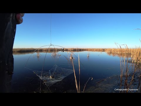Видео: Караси богатыри, на паук подъёмник. Охотимся с геркой на уток.