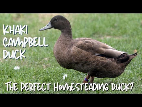 Видео: Утки Хаки Кэмпбелл: Идеальная утка для домашнего хозяйства