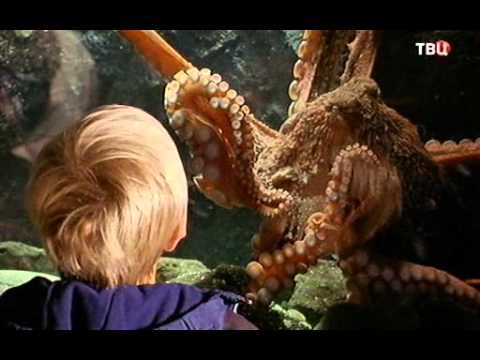 Видео: Осьминоги. Энциклопедия.