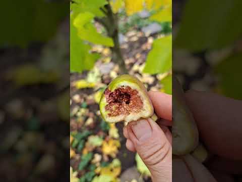 Видео: Осенняя  обрезка инжира