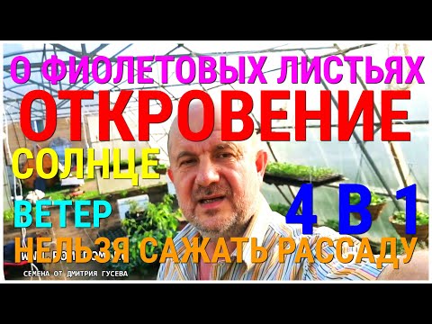 Видео: НЕ САЖАЙТЕ В ТАКУЮ ПОГОДУ РАССАДУ НИКОГДА. ФИОЛЕТОВЫЕ ЛИСТЬЯ У ТОМАТОВ. О РАННИХ ОВОЩАХ И КОНФЕТЕ 2