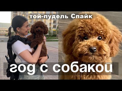 Видео: ГОД С СОБАКОЙ | НАШ (и ваш) ЛЮБИМЫЙ СПАЙК (той-пудель)