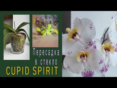 Видео: Очаровательная заставка и ПЕРЕСАДКА фаленопсиса Дух Купидона