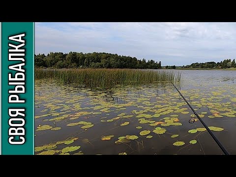 Видео: Рыбалка по щуке на реке Хотча