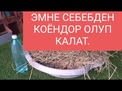 Видео: КОЁНДОРДУН ОЛУП КАЛУСУНУ СЕБЕПТЕРЫ. 2. ЧАСЬ.