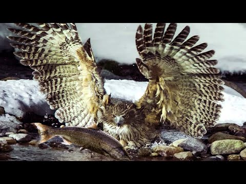 Видео: Рыбный филин – Король ночной РЫБАЛКИ! Самая Огромная СОВА!
