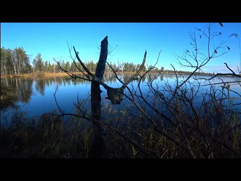 Видео: НАШЛИ НОВОЕ МЕСТО (ОЗЕРО) В ЛЕСУ ГДЕ ЩУКА, СОРОГА КЛЮЕТ ДУРОМ!!! Сибирская рыбалка 2024 г