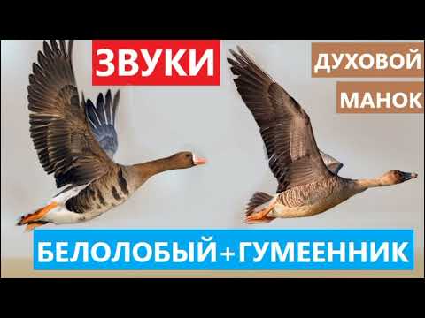 Видео: 🔊ЗВУКИ ДУХОВОГО МАНКА ГУСЯ (БЕЛОЛОБОГО И ГУМЕННИКА)