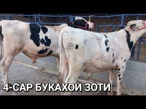 Видео: Букачахои зотии Голштин-Фриз ва Чёрное пёстрый барои наслгири бехтарин ба фуруш баромад аз ш.хучанд