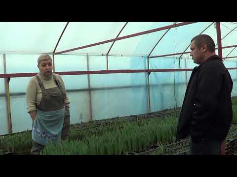 Видео: Выгонка тюльпанов. Теплицы наших клиентов 9