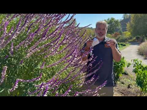 Видео: Salvia leucantha, или мексиканский кустарниковый шалфей