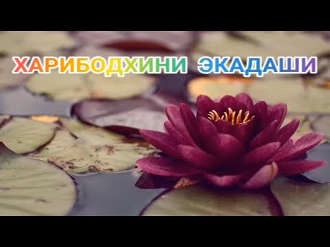 Видео: 2 ноября 2025 (У вас может быть 1-го)  ХАРИБОДХИНИ ( УТТХАНА ) ЭКАДАШИ .