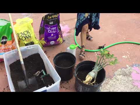 Видео: Как посадить пустынную розу с открытой корневой системой