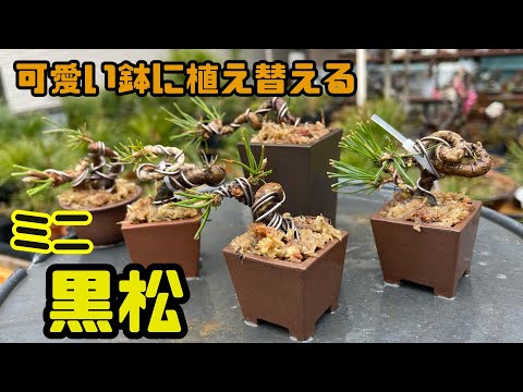 Видео: [Куромацу Бонсай] Путь к мини-бонсаю. Пересадка черной сосны. В милой миске.