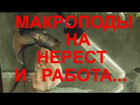 Видео: Макроподы на нерест и прочая работа...