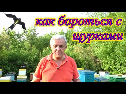 Видео: ЩУРКА. Пасека. Как избавиться