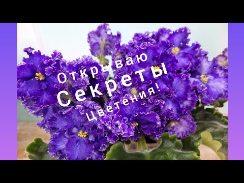 Видео: Фиалки! Исправляем ошибки! И фиалки будут цвести долго!