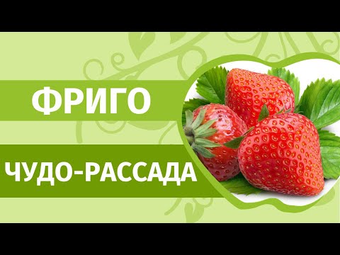 Видео: Клубника фриго: только правда, а не слухи! В феврале заказали и получили рассаду фриго. Что делать