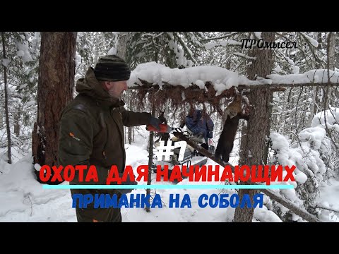 Видео: Промысловая охота для начинающих.Приманка на соболя и белку.