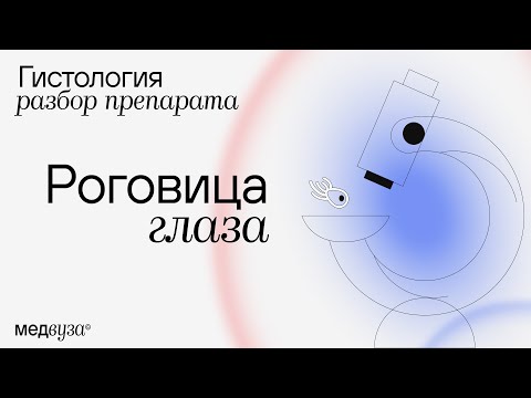 Видео: РОГОВИЦА ГЛАЗА | разбор гистологического препарата