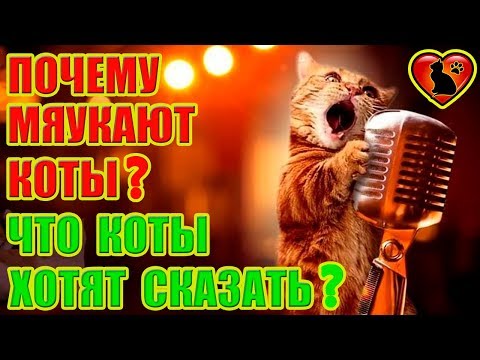 Видео: Почему Кот Мяукает Без Причины? Что Кот Хочет Сказать?