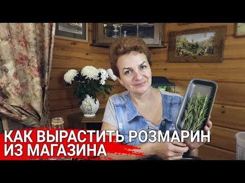 Видео: Как вырастить розмарин из магазина | Розмарин на подоконнике